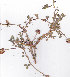  (Trifolium burchellianum - AMM3747)  @11 [ ] No Rights Reserved  Unspecified Unspecified