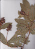  ( - AMM3776)  @11 [ ] No Rights Reserved  Unspecified Unspecified