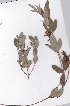  ( - AMM3818)  @11 [ ] No Rights Reserved  Unspecified Unspecified