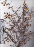  ( - AMM3834)  @11 [ ] No Rights Reserved  Unspecified Unspecified