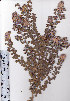  ( - AMM3837)  @11 [ ] No Rights Reserved  Unspecified Unspecified