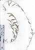  ( - AMM3870)  @11 [ ] No Rights Reserved  Unspecified Unspecified