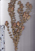  ( - AMM3872)  @11 [ ] No Rights Reserved  Unspecified Unspecified
