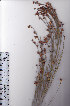  ( - AMM3903.1)  @11 [ ] No Rights Reserved  Unspecified Unspecified