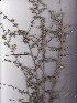 ( - AMM3911)  @11 [ ] No Rights Reserved  Unspecified Unspecified