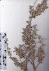  ( - AMM3991)  @11 [ ] No Rights Reserved  Unspecified Unspecified