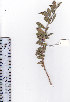  ( - AMM4106)  @11 [ ] No Rights Reserved  Unspecified Unspecified