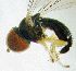  ( - Fauna-Ost-1000575)  @11 [ ] CreativeCommons  Attribution Share-Alike (by-sa) 4.0 (2016) Unspecified Zoologisches Forschungsmuseum Alexander Koenig
