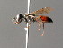  ( - BC ZSM HYM 04858)  @12 [ ] CreativeCommons - Attribution Non-Commercial Share-Alike (2010) Stefan Schmidt SNSB, Zoologische Staatssammlung Muenchen