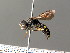  (Ectemnius nigritarsus - BC ZSM HYM 04892)  @14 [ ] CreativeCommons - Attribution Non-Commercial Share-Alike (2010) Stefan Schmidt SNSB, Zoologische Staatssammlung Muenchen