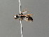  ( - BC ZSM HYM 04912)  @11 [ ] CreativeCommons - Attribution Non-Commercial Share-Alike (2010) Stefan Schmidt SNSB, Zoologische Staatssammlung Muenchen