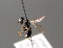  ( - BC ZSM HYM 04936)  @11 [ ] CreativeCommons - Attribution Non-Commercial Share-Alike (2010) Stefan Schmidt SNSB, Zoologische Staatssammlung Muenchen