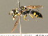  (Ectemnius guttatus - BC ZSM HYM 04357)  @14 [ ] CreativeCommons - Attribution Non-Commercial Share-Alike (2010) Stefan Schmidt SNSB, Zoologische Staatssammlung Muenchen