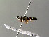  (Crabro alpinus - BC ZSM HYM 04407)  @14 [ ] CreativeCommons - Attribution Non-Commercial Share-Alike (2010) Stefan Schmidt SNSB, Zoologische Staatssammlung Muenchen