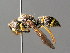  ( - BC ZSM HYM 04771)  @14 [ ] CreativeCommons - Attribution Non-Commercial Share-Alike (2010) Unspecified SNSB, Zoologische Staatssammlung Muenchen