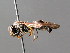  ( - BC ZSM HYM 04778)  @13 [ ] CreativeCommons - Attribution Non-Commercial Share-Alike (2010) Unspecified SNSB, Zoologische Staatssammlung Muenchen