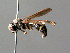  ( - BC ZSM HYM 04779)  @12 [ ] CreativeCommons - Attribution Non-Commercial Share-Alike (2010) Unspecified SNSB, Zoologische Staatssammlung Muenchen