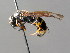  ( - BC ZSM HYM 04780)  @13 [ ] CreativeCommons - Attribution Non-Commercial Share-Alike (2010) Unspecified SNSB, Zoologische Staatssammlung Muenchen