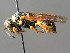  (Euodynerus dantici - BC ZSM HYM 04789)  @14 [ ] CreativeCommons - Attribution Non-Commercial Share-Alike (2010) Unspecified SNSB, Zoologische Staatssammlung Muenchen