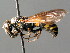  ( - BC ZSM HYM 04790)  @11 [ ] CreativeCommons - Attribution Non-Commercial Share-Alike (2010) Unspecified SNSB, Zoologische Staatssammlung Muenchen