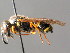  ( - BC ZSM HYM 04793)  @13 [ ] CreativeCommons - Attribution Non-Commercial Share-Alike (2010) Unspecified SNSB, Zoologische Staatssammlung Muenchen