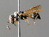  ( - BC ZSM HYM 04810)  @13 [ ] CreativeCommons - Attribution Non-Commercial Share-Alike (2010) Unspecified SNSB, Zoologische Staatssammlung Muenchen