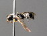  (Leptochilus tarsatus - BC ZSM HYM 04811)  @13 [ ] CreativeCommons - Attribution Non-Commercial Share-Alike (2010) Unspecified SNSB, Zoologische Staatssammlung Muenchen
