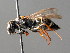  ( - BC ZSM HYM 04838)  @13 [ ] CreativeCommons - Attribution Non-Commercial Share-Alike (2010) Unspecified SNSB, Zoologische Staatssammlung Muenchen