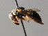  ( - BC ZSM HYM 05053)  @13 [ ] CreativeCommons - Attribution Non-Commercial Share-Alike (2010) Unspecified SNSB, Zoologische Staatssammlung Muenchen