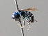  ( - BC ZSM HYM 05057)  @13 [ ] CreativeCommons - Attribution Non-Commercial Share-Alike (2010) Unspecified SNSB, Zoologische Staatssammlung Muenchen