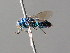  ( - BC ZSM HYM 05060)  @13 [ ] CreativeCommons - Attribution Non-Commercial Share-Alike (2010) Unspecified SNSB, Zoologische Staatssammlung Muenchen