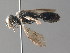  ( - BC ZSM HYM 05180)  @13 [ ] CreativeCommons - Attribution Non-Commercial Share-Alike (2010) Stefan Schmidt SNSB, Zoologische Staatssammlung Muenchen