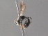  ( - BC ZSM HYM 05215)  @13 [ ] CreativeCommons - Attribution Non-Commercial Share-Alike (2010) Stefan Schmidt SNSB, Zoologische Staatssammlung Muenchen