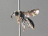  (Psenulus concolor - BC ZSM HYM 05216)  @14 [ ] CreativeCommons - Attribution Non-Commercial Share-Alike (2010) Stefan Schmidt SNSB, Zoologische Staatssammlung Muenchen