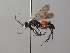  ( - BC ZSM HYM 05243)  @12 [ ] CreativeCommons - Attribution Non-Commercial Share-Alike (2010) Stefan Schmidt SNSB, Zoologische Staatssammlung Muenchen