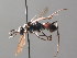  ( - BC ZSM HYM 05369)  @11 [ ] CreativeCommons - Attribution Non-Commercial Share-Alike (2010) Stefan Schmidt SNSB, Zoologische Staatssammlung Muenchen