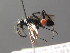  ( - BC ZSM HYM 05370)  @13 [ ] CreativeCommons - Attribution Non-Commercial Share-Alike (2010) Stefan Schmidt SNSB, Zoologische Staatssammlung Muenchen