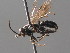  ( - BC ZSM HYM 05386)  @12 [ ] CreativeCommons - Attribution Non-Commercial Share-Alike (2010) Stefan Schmidt SNSB, Zoologische Staatssammlung Muenchen