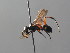  ( - BC ZSM HYM 05400)  @14 [ ] CreativeCommons - Attribution Non-Commercial Share-Alike (2010) Stefan Schmidt SNSB, Zoologische Staatssammlung Muenchen