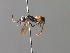  ( - BC ZSM HYM 05408)  @13 [ ] CreativeCommons - Attribution Non-Commercial Share-Alike (2010) Stefan Schmidt SNSB, Zoologische Staatssammlung Muenchen