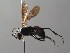  (Priocnemis susterai - BC ZSM HYM 05429)  @14 [ ] CreativeCommons - Attribution Non-Commercial Share-Alike (2010) Stefan Schmidt SNSB, Zoologische Staatssammlung Muenchen