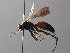  (Priocnemis susterei - BC ZSM HYM 05430)  @11 [ ] CreativeCommons - Attribution Non-Commercial Share-Alike (2010) Stefan Schmidt SNSB, Zoologische Staatssammlung Muenchen