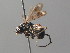  ( - BC ZSM HYM 05470)  @13 [ ] CreativeCommons - Attribution Non-Commercial Share-Alike (2010) Stefan Schmidt SNSB, Zoologische Staatssammlung Muenchen