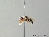  ( - BC ZSM HYM 05608)  @12 [ ] CreativeCommons - Attribution Non-Commercial Share-Alike (2010) Stefan Schmidt SNSB, Zoologische Staatssammlung Muenchen