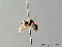  (Oxybelus variegatus - BC ZSM HYM 05610)  @13 [ ] CreativeCommons - Attribution Non-Commercial Share-Alike (2010) Stefan Schmidt SNSB, Zoologische Staatssammlung Muenchen