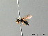  ( - BC ZSM HYM 05611)  @12 [ ] CreativeCommons - Attribution Non-Commercial Share-Alike (2010) Stefan Schmidt SNSB, Zoologische Staatssammlung Muenchen