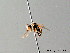  ( - BC ZSM HYM 05613)  @12 [ ] CreativeCommons - Attribution Non-Commercial Share-Alike (2010) Stefan Schmidt SNSB, Zoologische Staatssammlung Muenchen