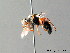  ( - BC ZSM HYM 05619)  @13 [ ] CreativeCommons - Attribution Non-Commercial Share-Alike (2010) Stefan Schmidt SNSB, Zoologische Staatssammlung Muenchen