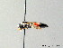  ( - BC ZSM HYM 05633)  @11 [ ] CreativeCommons - Attribution Non-Commercial Share-Alike (2010) Stefan Schmidt SNSB, Zoologische Staatssammlung Muenchen