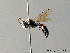  ( - BC ZSM HYM 05634)  @13 [ ] CreativeCommons - Attribution Non-Commercial Share-Alike (2010) Stefan Schmidt SNSB, Zoologische Staatssammlung Muenchen